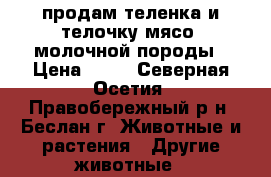 продам теленка и телочку мясо -молочной породы › Цена ­ 70 - Северная Осетия, Правобережный р-н, Беслан г. Животные и растения » Другие животные   